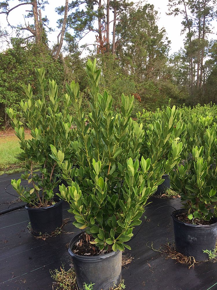 illicium-parviflorum-yellow-anise-small-anise