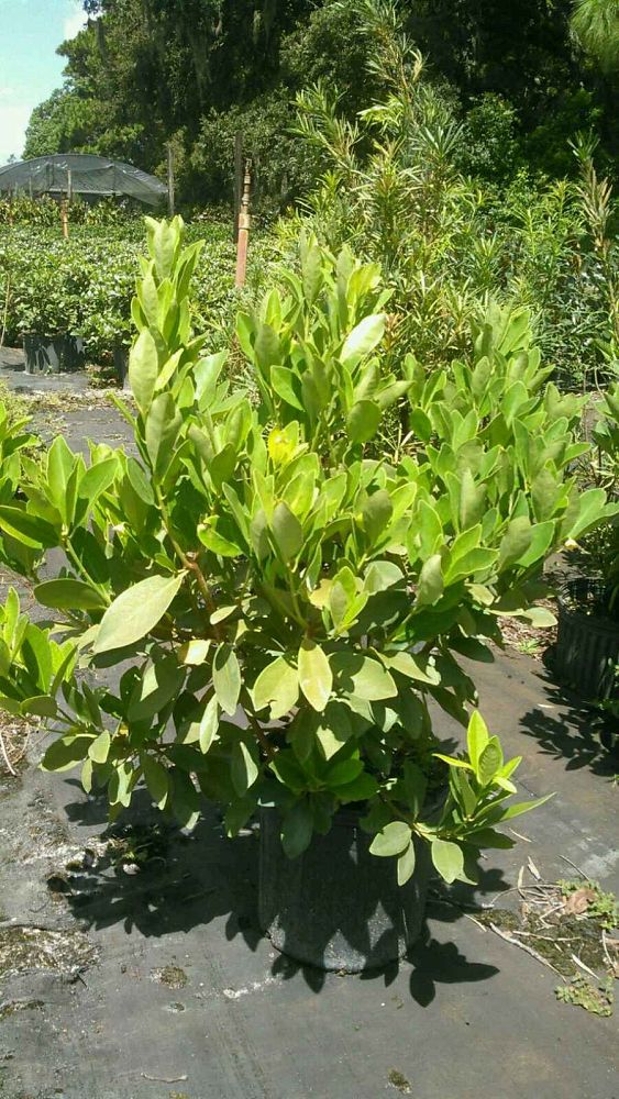 illicium-parviflorum-yellow-anise-small-anise