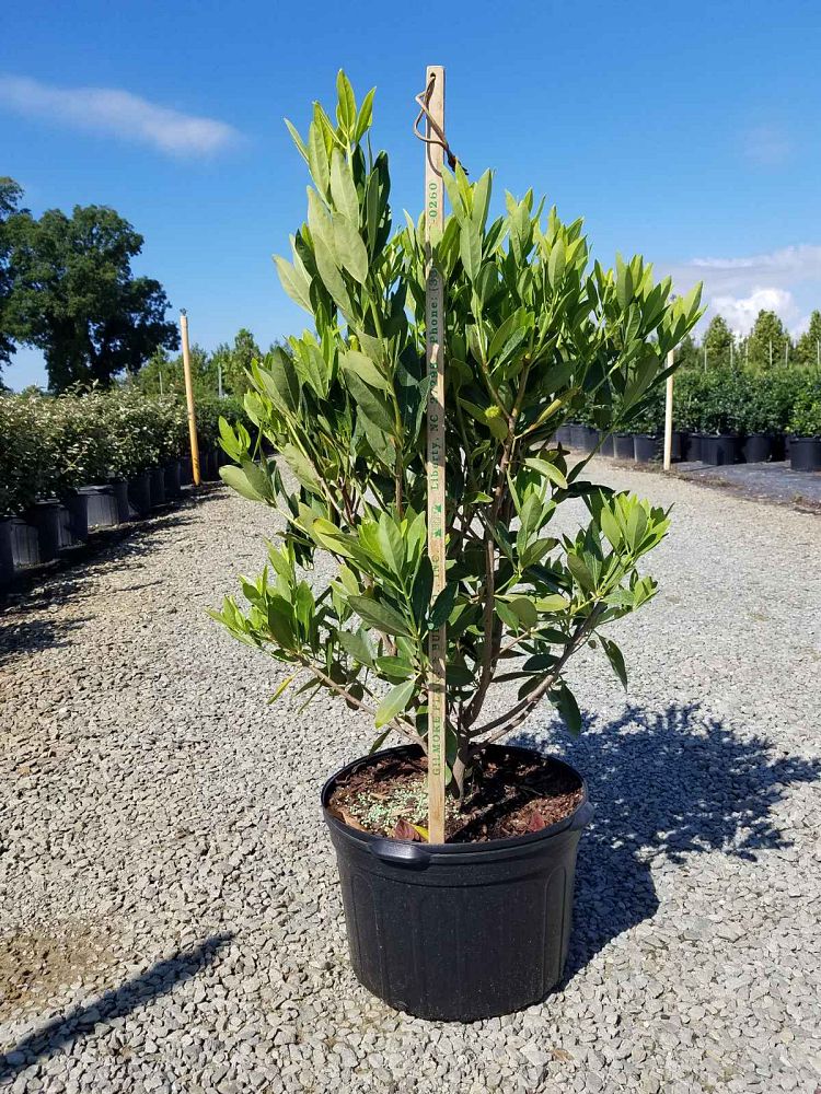 illicium-parviflorum-yellow-anise-small-anise