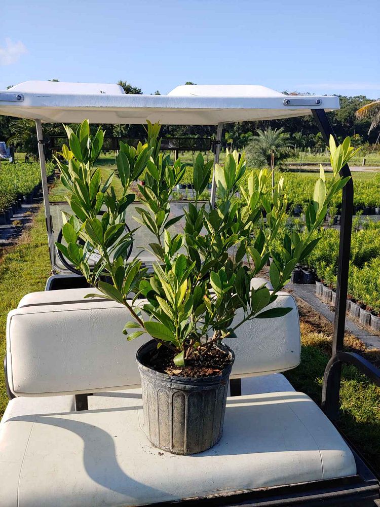 illicium-parviflorum-yellow-anise-small-anise