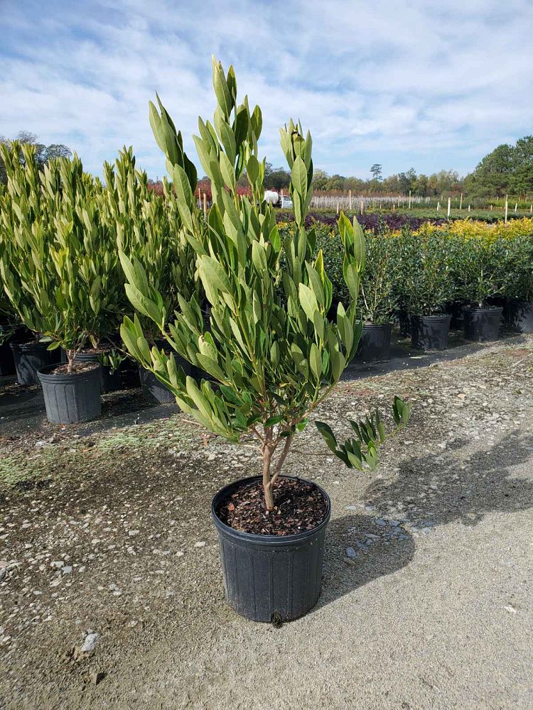 illicium-parviflorum-yellow-anise-small-anise