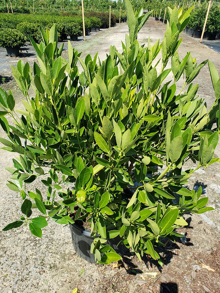 illicium-parviflorum-yellow-anise-small-anise