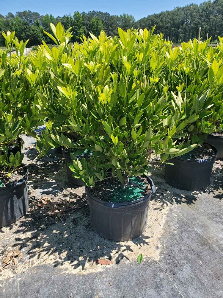 illicium-parviflorum-yellow-anise-small-anise