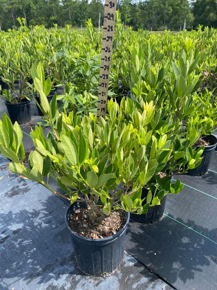 illicium-parviflorum-yellow-anise-small-anise