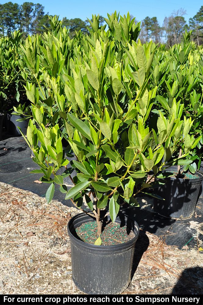 illicium-parviflorum-yellow-anise-small-anise