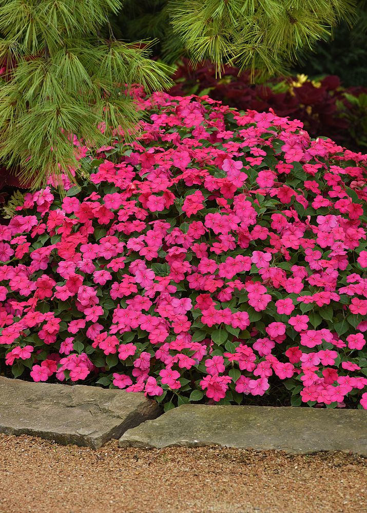 impatiens-beacon-rose-impatiens-pas1377332