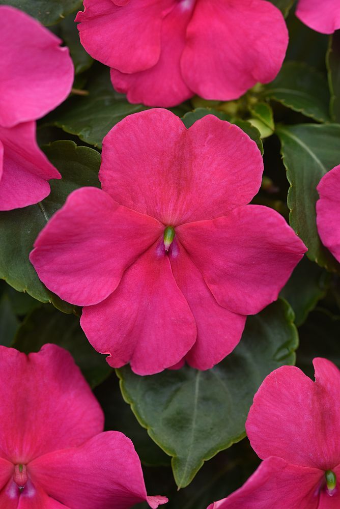 impatiens-beacon-rose-impatiens-pas1377332