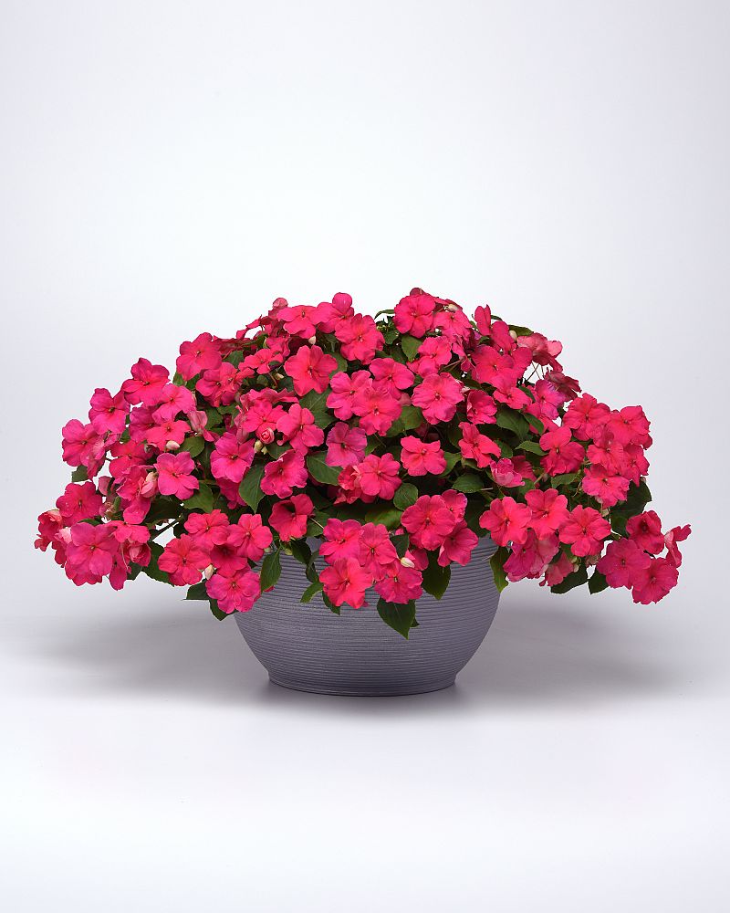 impatiens-beacon-rose-impatiens-pas1377332