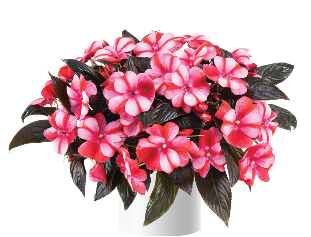 impatiens-hawkeri-harmony-bicolor-red-new-guinea-impatiens
