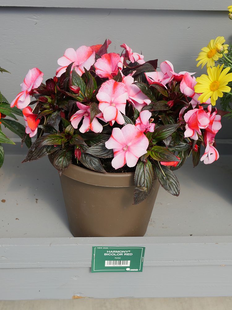 impatiens-hawkeri-harmony-bicolor-red-new-guinea-impatiens