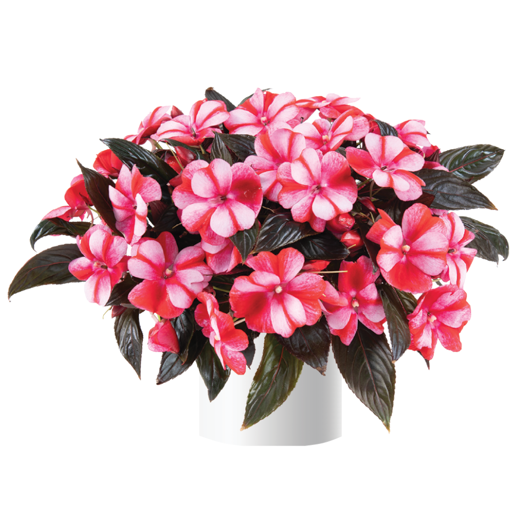impatiens-hawkeri-harmony-bicolor-red-new-guinea-impatiens