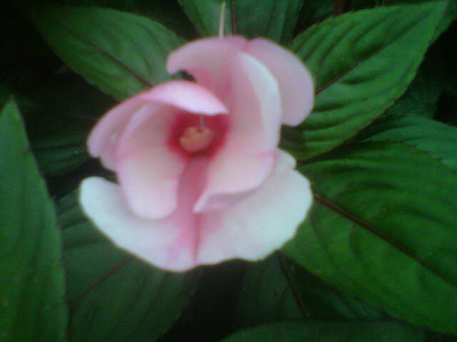 impatiens-hawkeri-harmony-candy-cream-new-guinea-impatiens