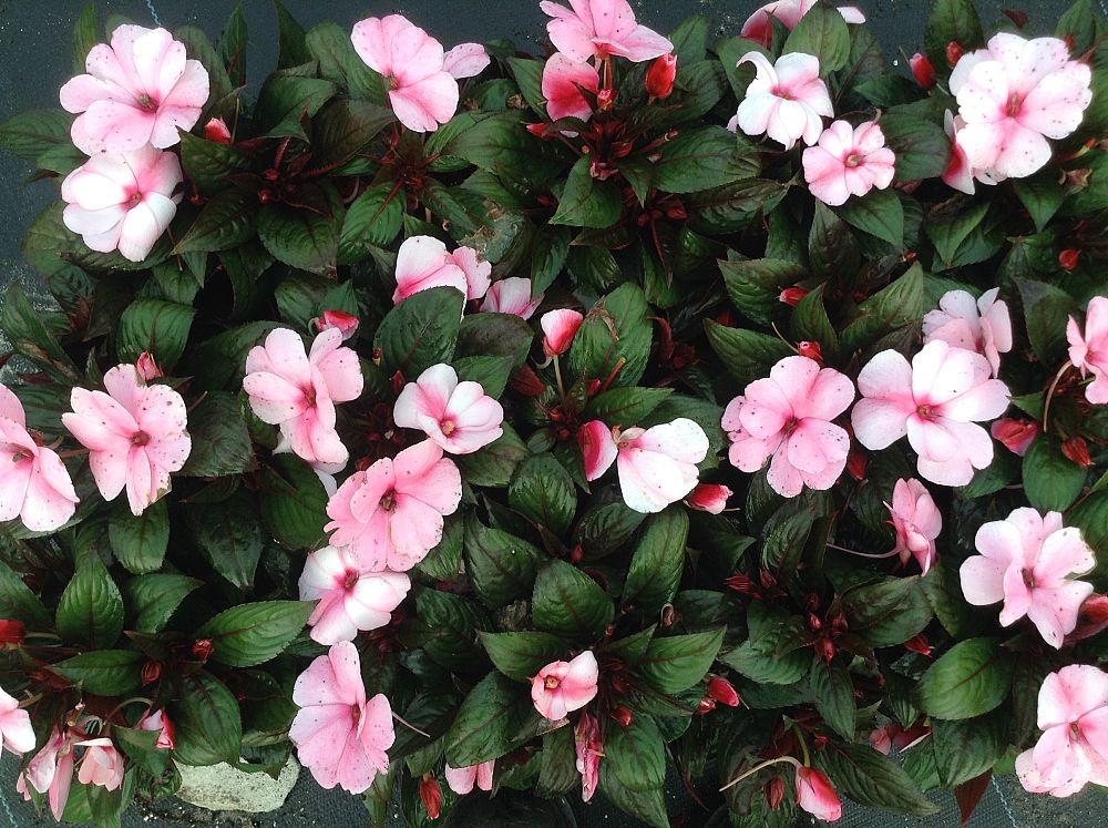 impatiens-hawkeri-harmony-candy-cream-new-guinea-impatiens