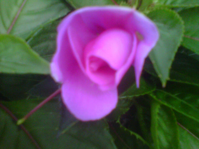 impatiens-hawkeri-harmony-dark-lilac-new-guinea-impatiens