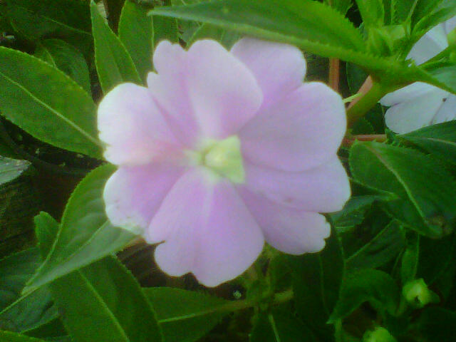 impatiens-hawkeri-harmony-pastel-lavender-new-guinea-impatiens