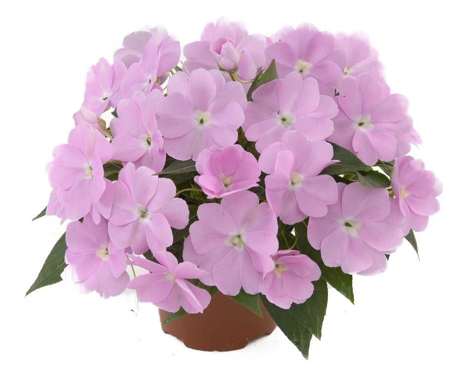 impatiens-hawkeri-harmony-pastel-lavender-new-guinea-impatiens