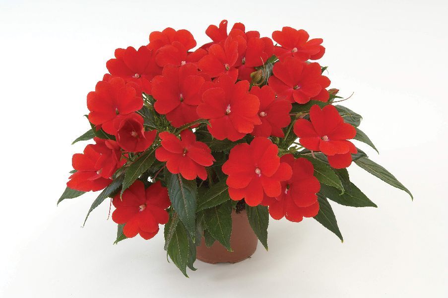 impatiens-hawkeri-harmony-red-cardinal-new-guinea-impatiens