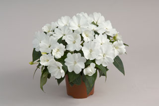 impatiens-hawkeri-harmony-snow-new-guinea-impatiens