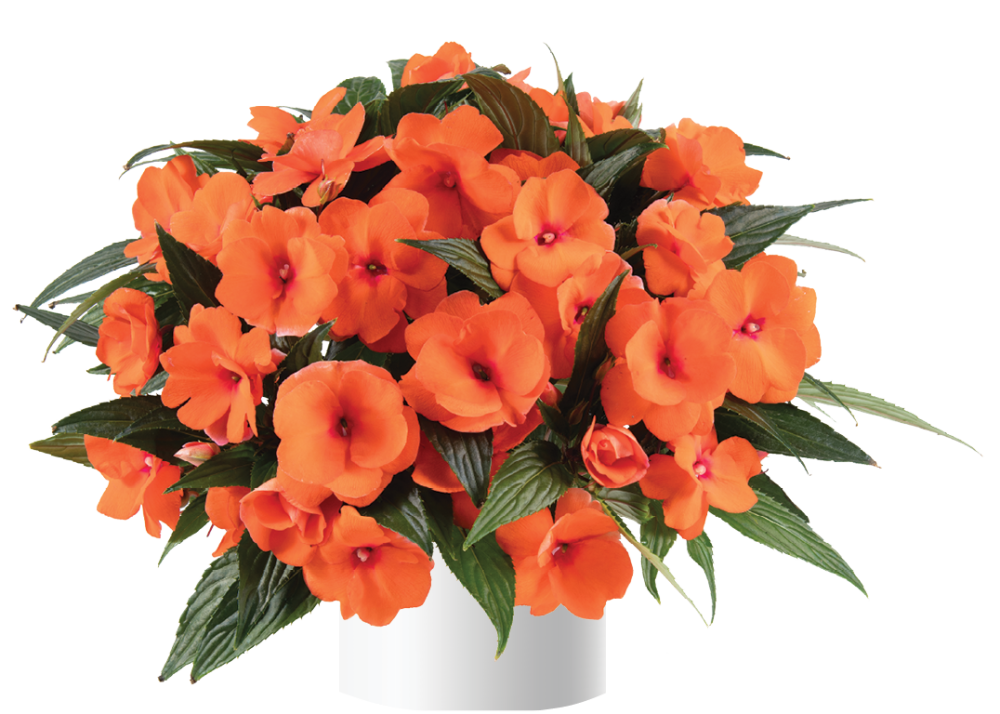 impatiens-hawkeri-harmony-tangerine-new-guinea-impatiens