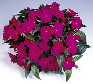 impatiens-hawkeri-harmony-violet-new-guinea-impatiens
