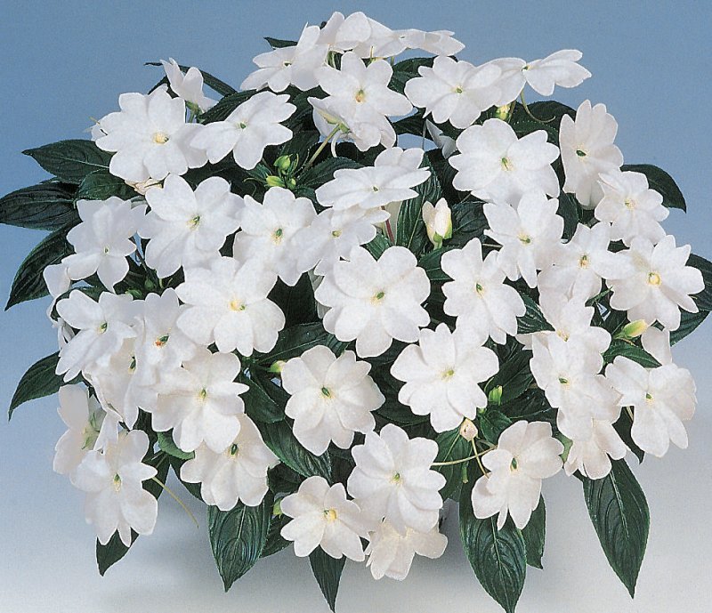 impatiens-hawkeri-harmony-white-new-guinea-impatiens