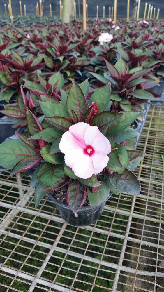 impatiens-hawkeri-new-guinea-impatiens