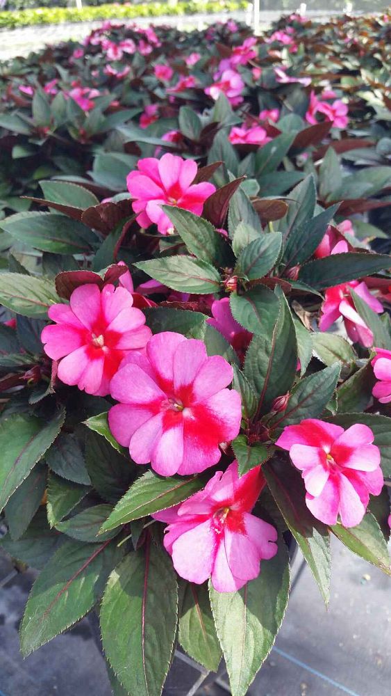 impatiens-hawkeri-new-guinea-impatiens