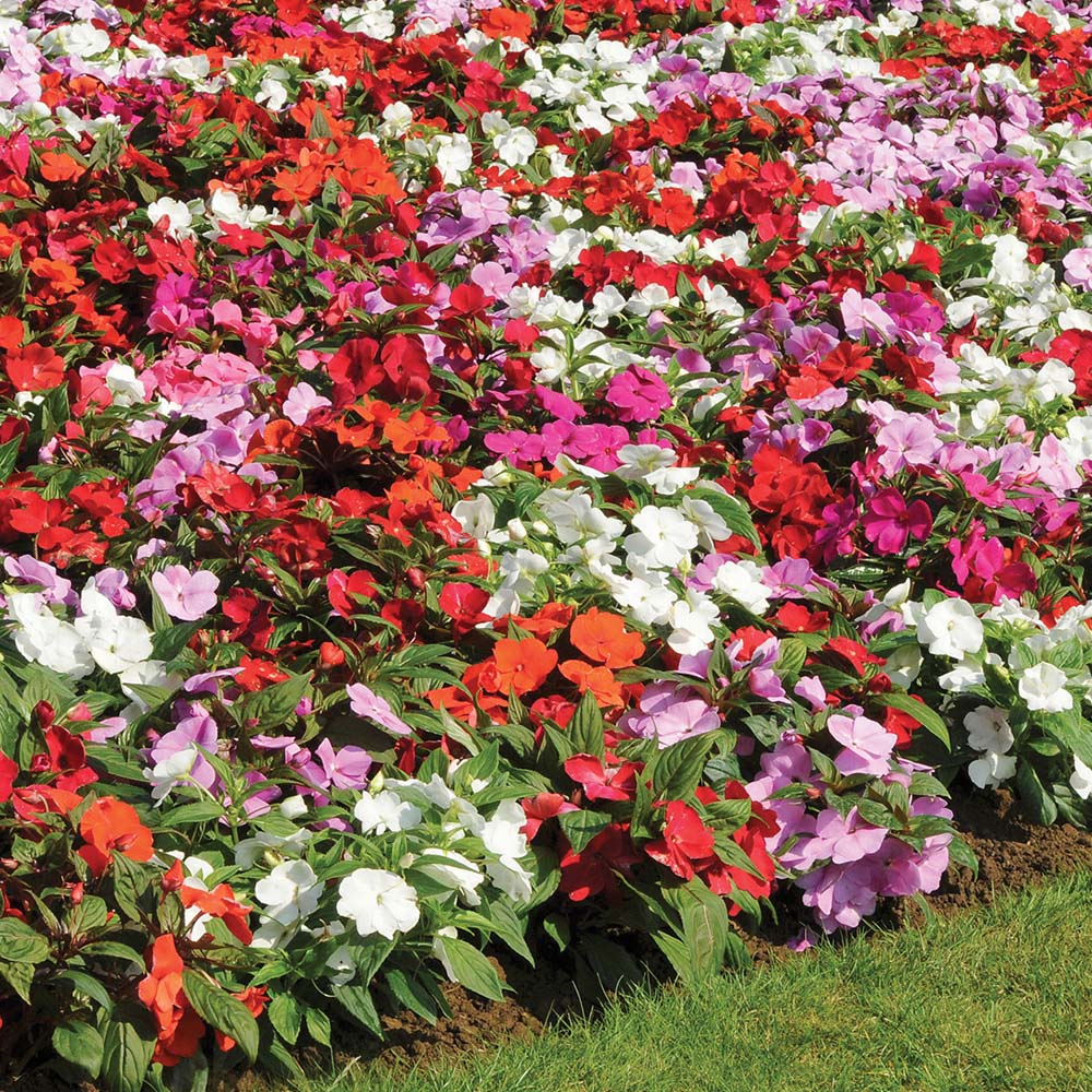 impatiens-hawkeri-new-guinea-impatiens