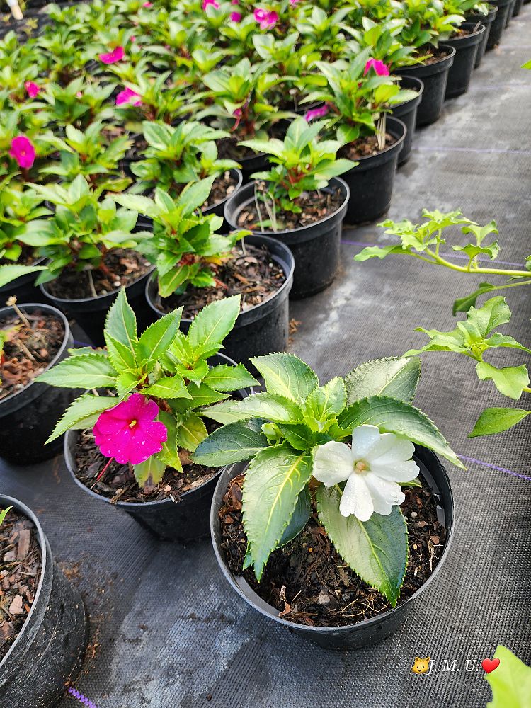 impatiens-hawkeri-new-guinea-impatiens