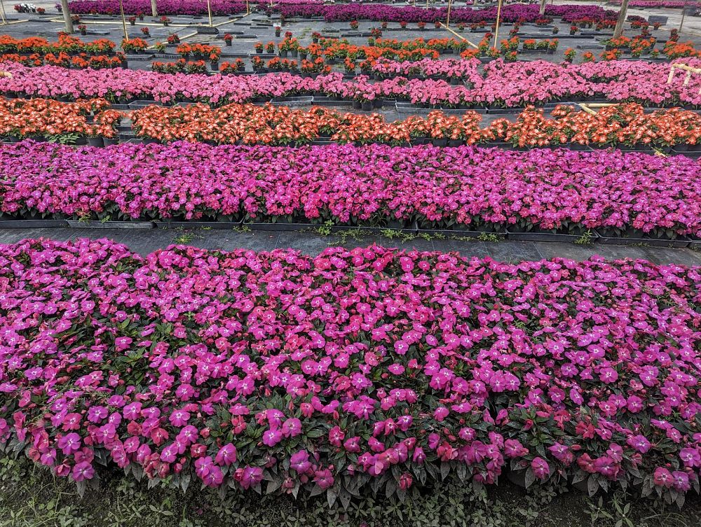 impatiens-hawkeri-new-guinea-impatiens