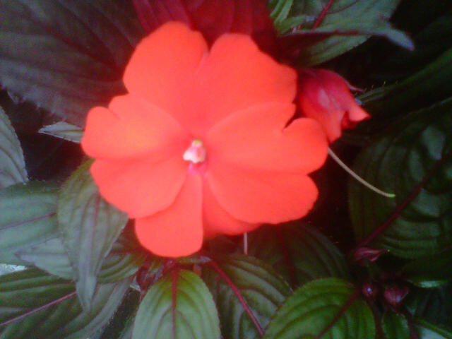 impatiens-orange