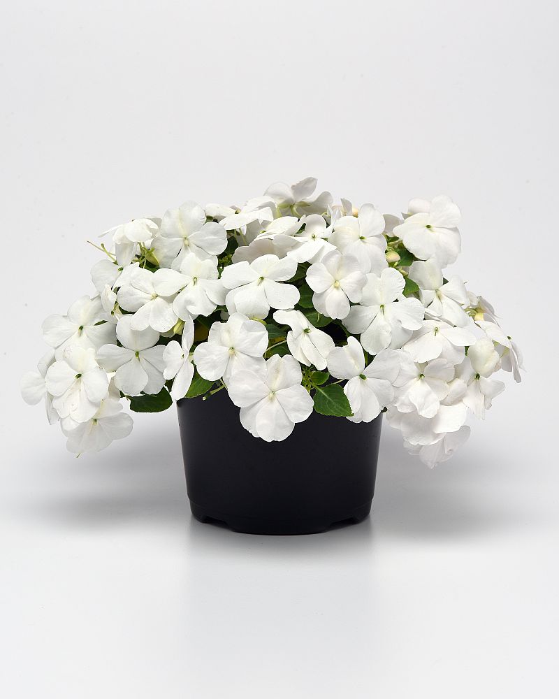 impatiens-pas1357832-white-beacon-impatiens