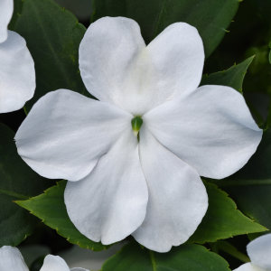 impatiens-pas1357832-white-beacon-impatiens