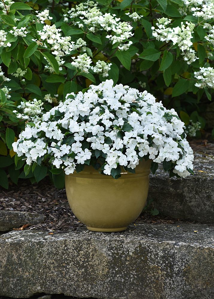 impatiens-pas1357832-white-beacon-impatiens