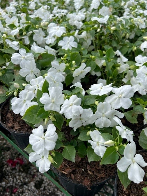 impatiens-pas1357832-white-beacon-impatiens