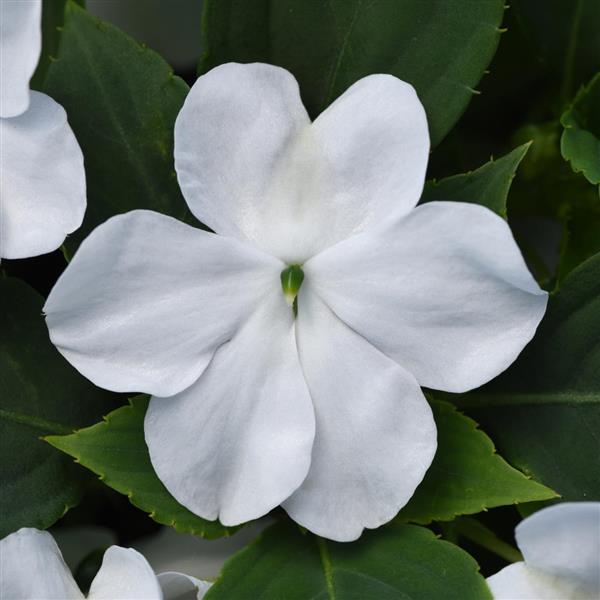 impatiens-pas1357832-white-beacon-impatiens