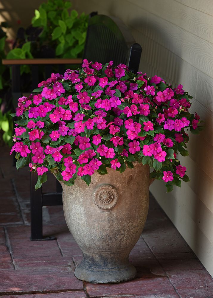 impatiens-pas1357834-violet-shades-beacon-impatiens