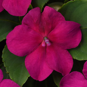 impatiens-pas1357834-violet-shades-beacon-impatiens