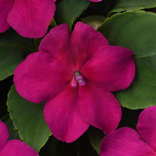 impatiens-pas1357834-violet-shades-beacon-impatiens