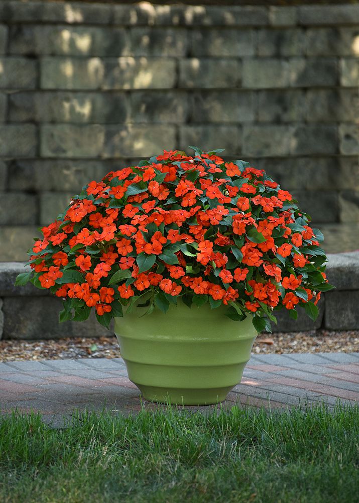 impatiens-pas1377331-orange-beacon-impatiens