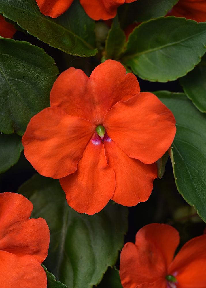 impatiens-pas1377331-orange-beacon-impatiens