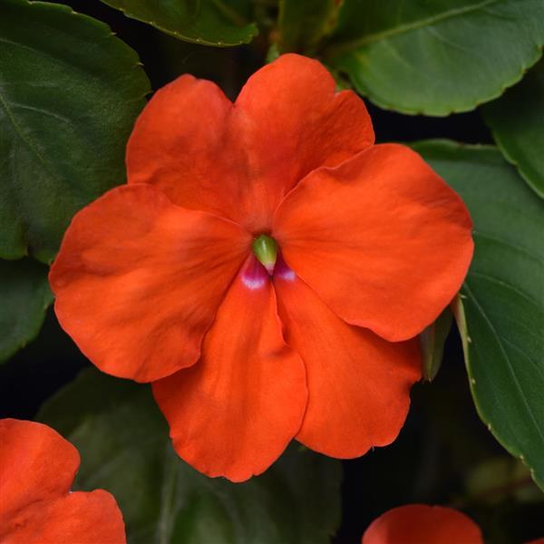 impatiens-pas1377331-orange-beacon-impatiens