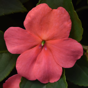 impatiens-pas1413664-coral-beacon-impatiens