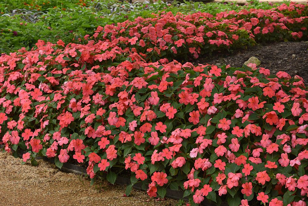 impatiens-pas1413664-coral-beacon-impatiens