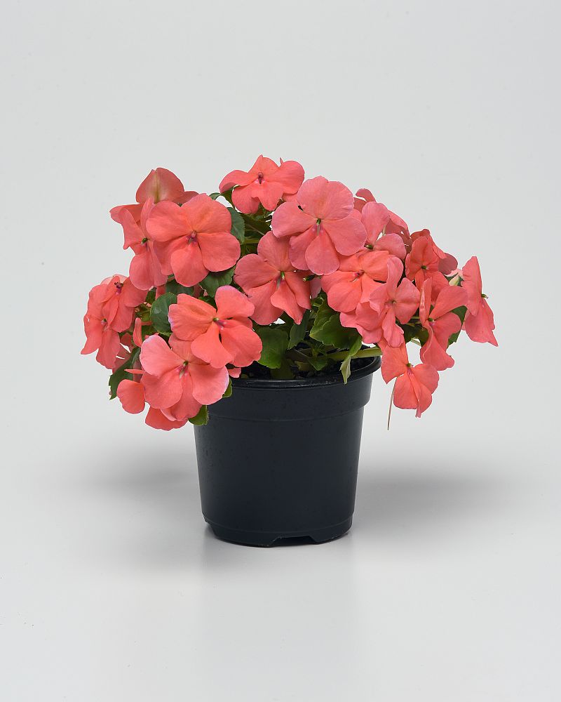 impatiens-pas1413664-coral-beacon-impatiens