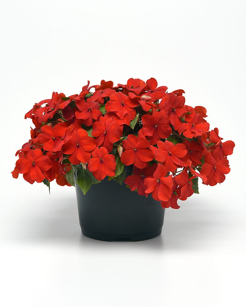 impatiens-pas1413665-bright-red-beacon-impatiens