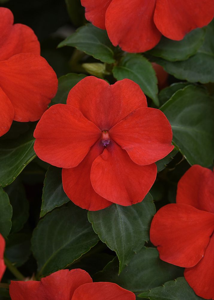 impatiens-pas1413665-bright-red-beacon-impatiens