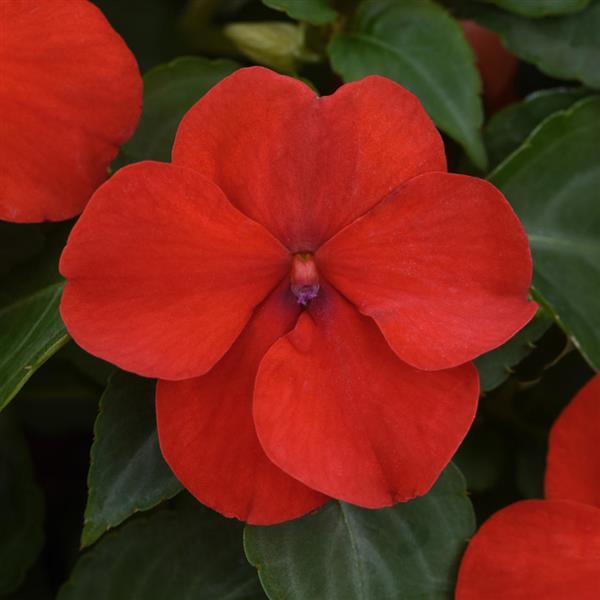 impatiens-pas1413665-bright-red-beacon-impatiens