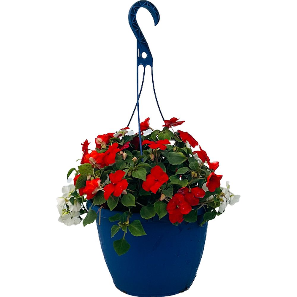 impatiens-spp