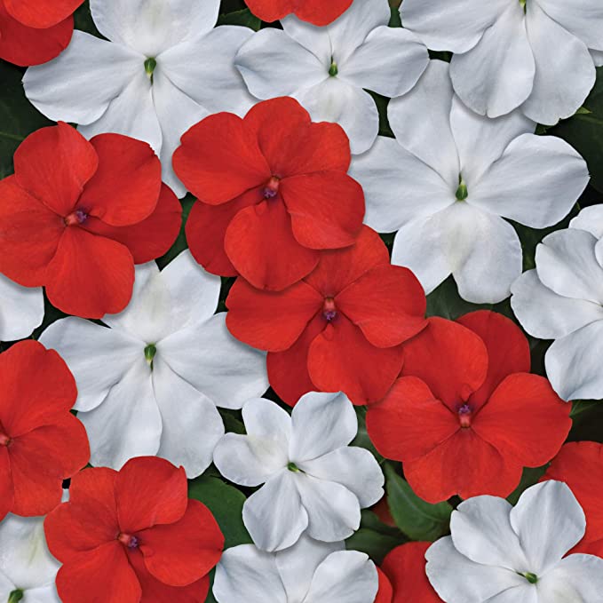 impatiens-spp